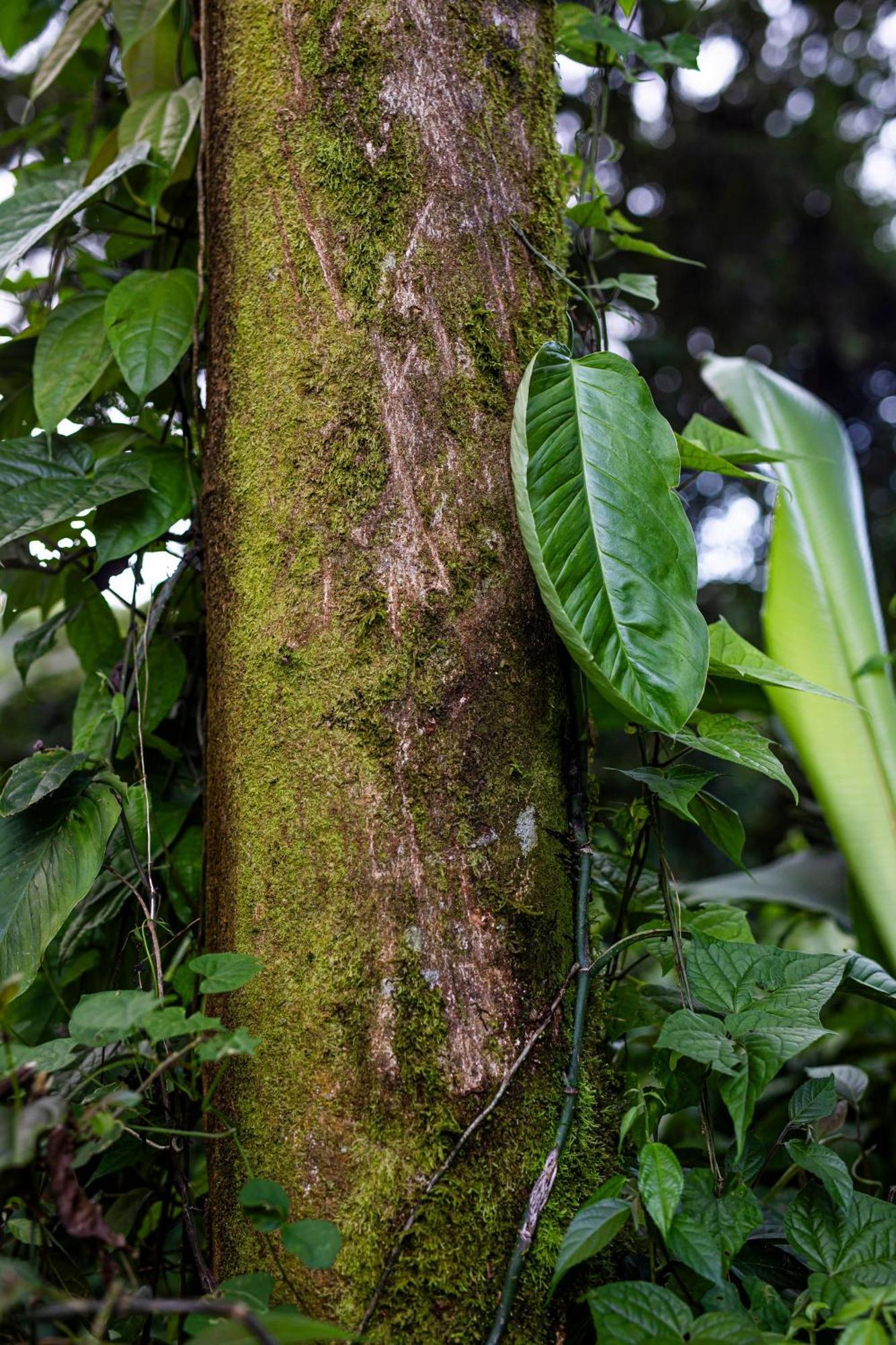 Sangregado Lodge La Fortuna Екстер'єр фото